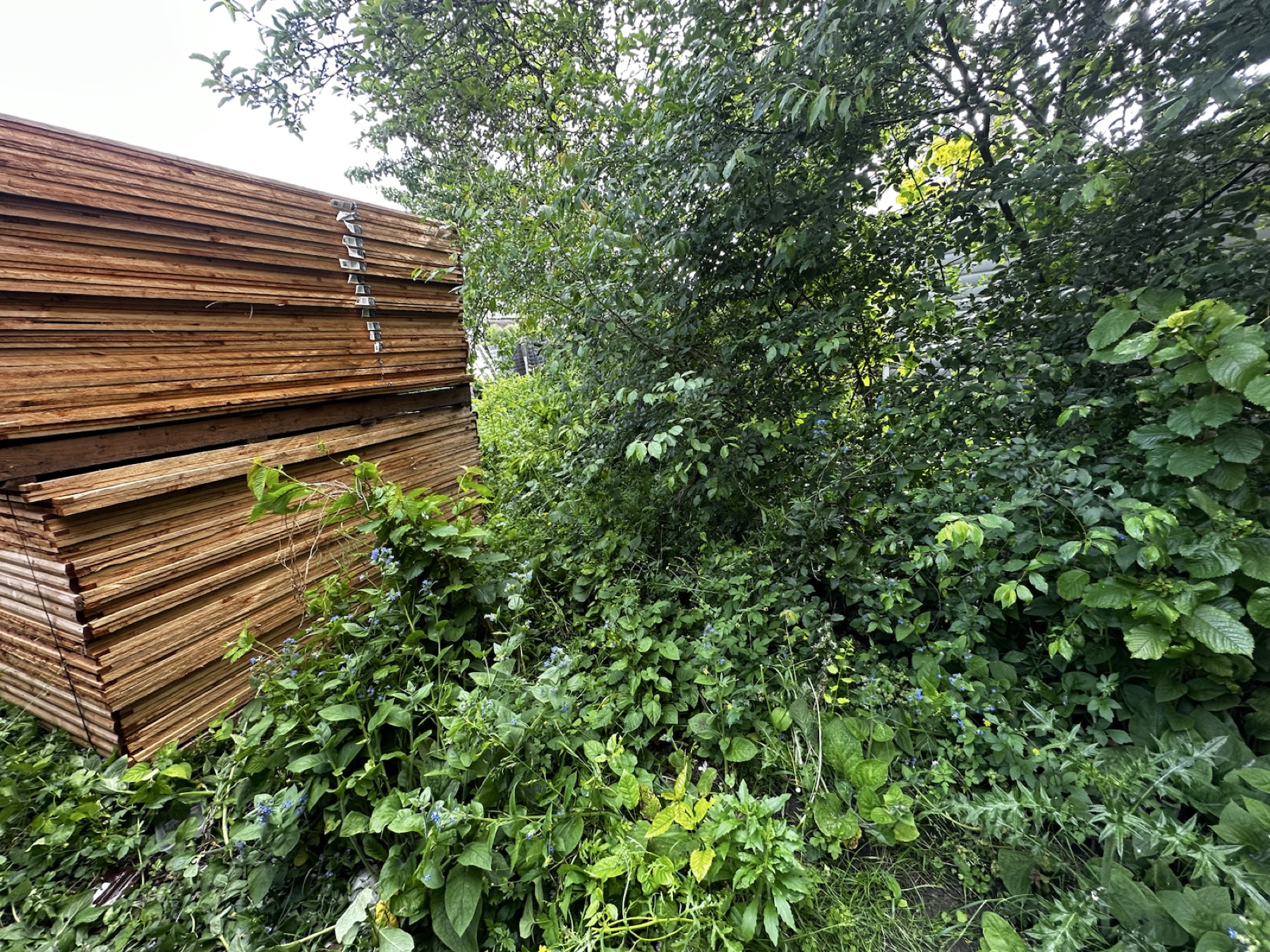 Dense overgrowth before garden clearance in Streatham